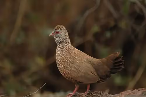 Dokumentasi Ptilopachus petrosus