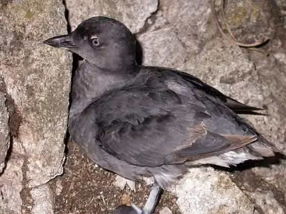 Dokumentasi Ptychoramphus aleuticus