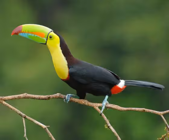 Dokumentasi Ramphastos sulfuratus