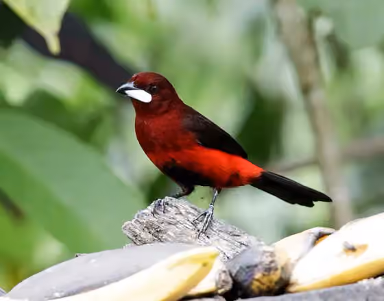 Dokumentasi Ramphocelus melanogaster