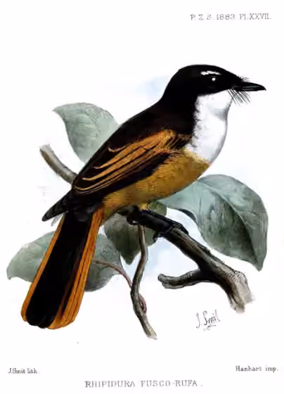Ilustrasi Rhipidura fuscorufa