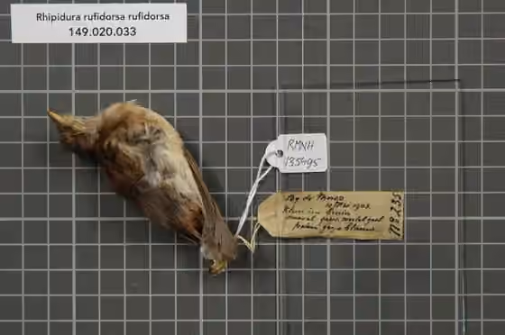 Spesimen museum Rhipidura rufidorsa