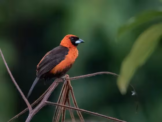 Dokumentasi Ramphocelus nigrogularis