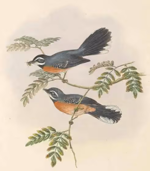 Ilustrasi dokumenter Rhipidura hyperythra pada pelat dengan beberapa figur burung