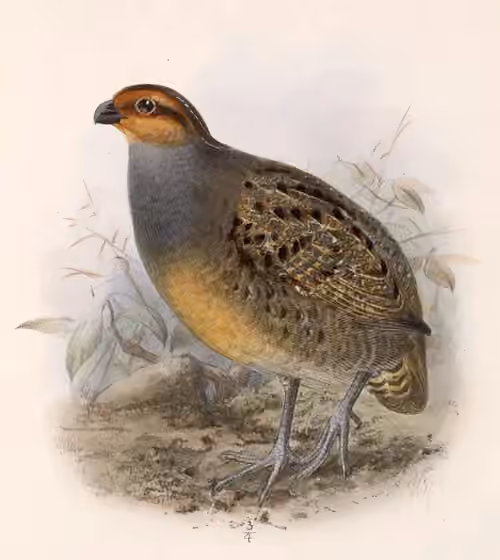 Ilustrasi Rhynchortyx cinctus