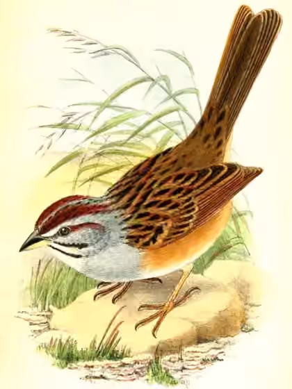 Ilustrasi Rhynchospiza strigiceps