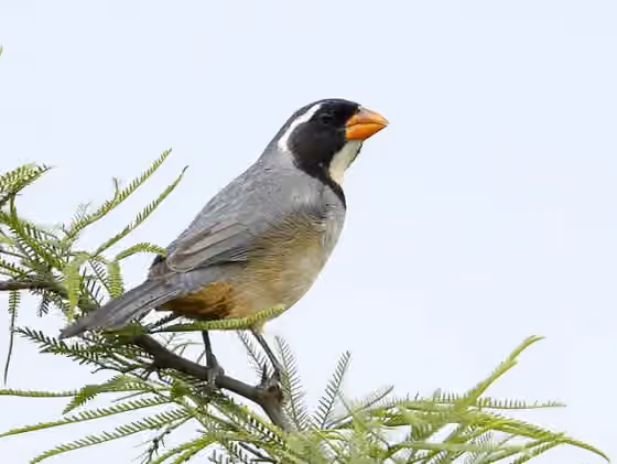 Dokumentasi Saltator aurantiirostris