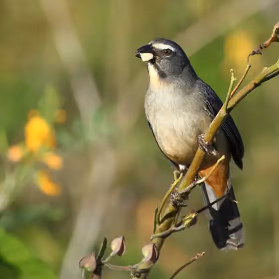 Dokumentasi Saltator coerulescens
