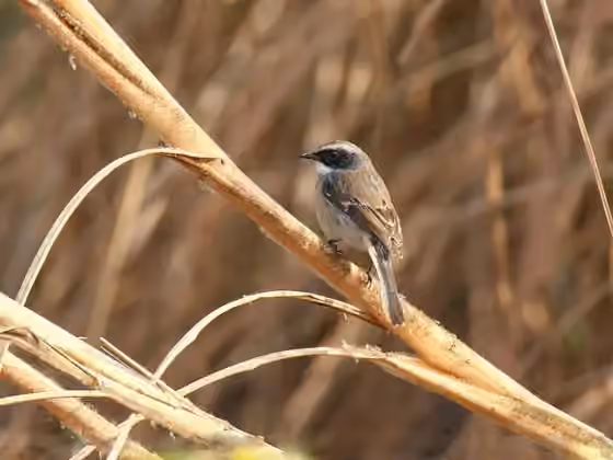Dokumentasi Saxicola ferreus