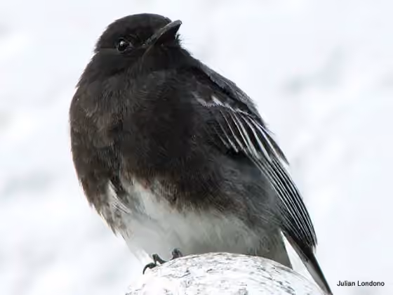 Dokumentasi Sayornis nigricans