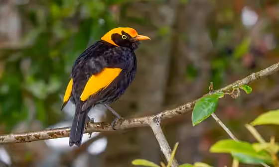 Dokumentasi Sericulus chrysocephalus