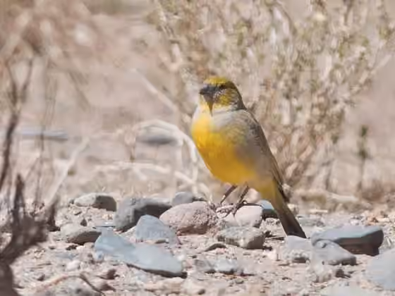 Dokumentasi Sicalis lutea