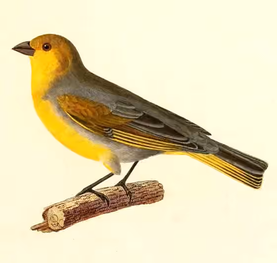 Ilustrasi dokumenter Sicalis luteocephala