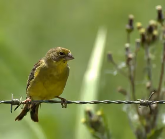 Dokumentasi Sicalis luteola