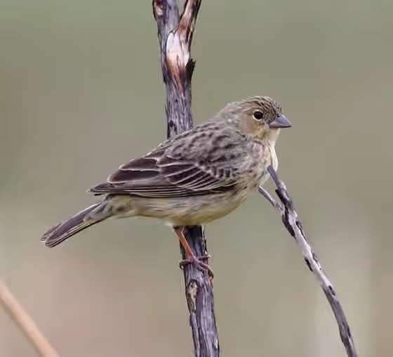 Dokumentasi Sicalis citrina
