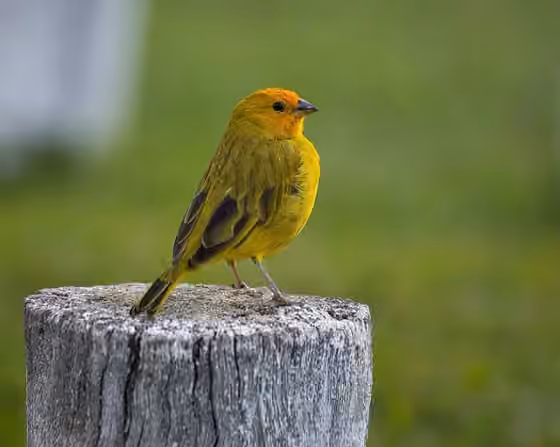 Dokumentasi Sicalis flaveola
