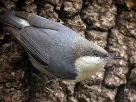Dokumentasi Sitta pygmaea