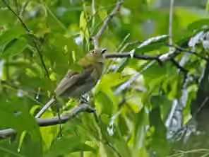 Dokumentasi Snowornis subalaris