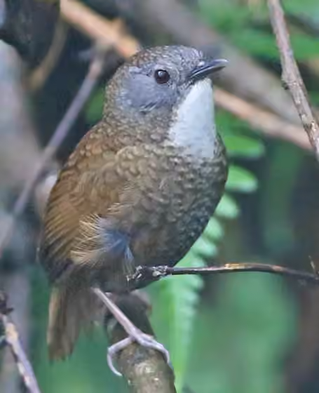 Dokumentasi Spelaeornis kinneari