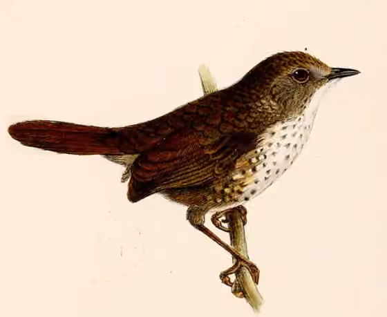 Ilustrasi Spelaeornis oatesi