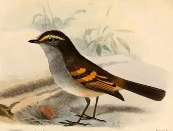 Ilustrasi Silvicultrix pulchella