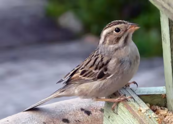 Dokumentasi Spizella pallida