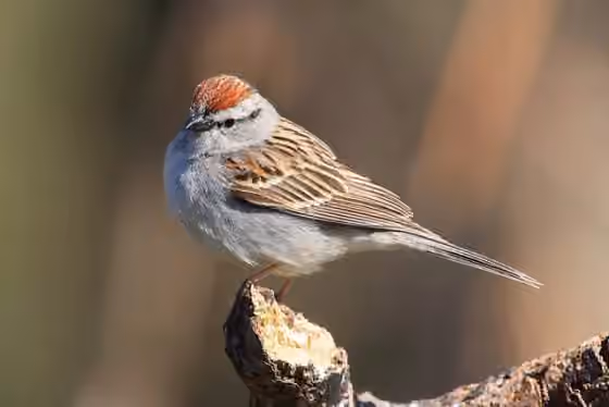Dokumentasi Spizella passerina