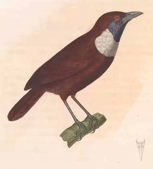 Ilustrasi Stachyris thoracica