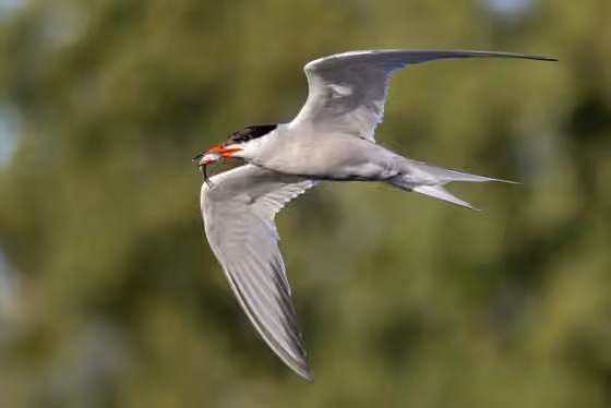 Dokumentasi Sterna hirundo