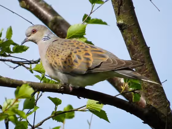 Dokumentasi Streptopelia turtur
