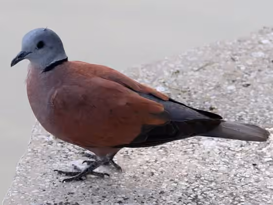 Dokumentasi Streptopelia tranquebarica
