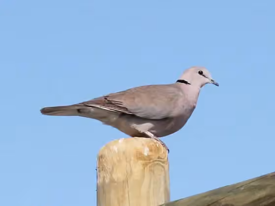 Dokumentasi Streptopelia capicola