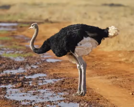 Dokumentasi Struthio camelus