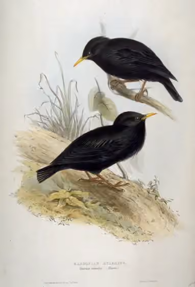 Ilustrasi Sturnus unicolor