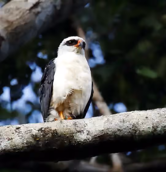 Dokumentasi Leucopternis melanops