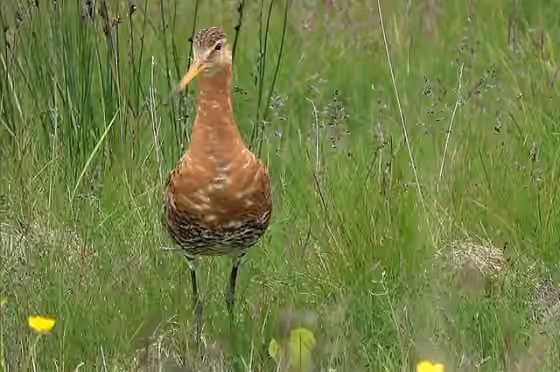 Dokumentasi Limosa limosa