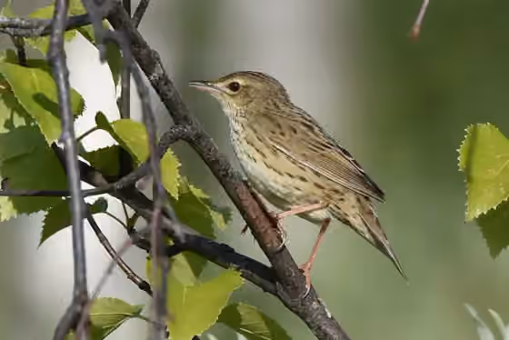 Dokumentasi Locustella lanceolata