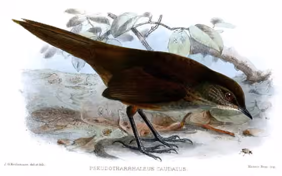 Ilustrasi Locustella caudata