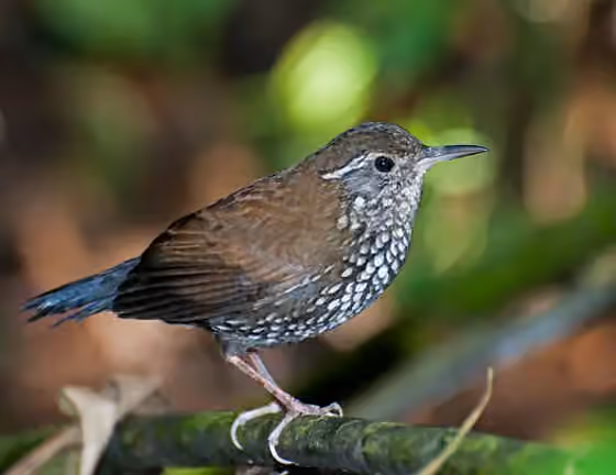 Dokumentasi Lochmias nematura