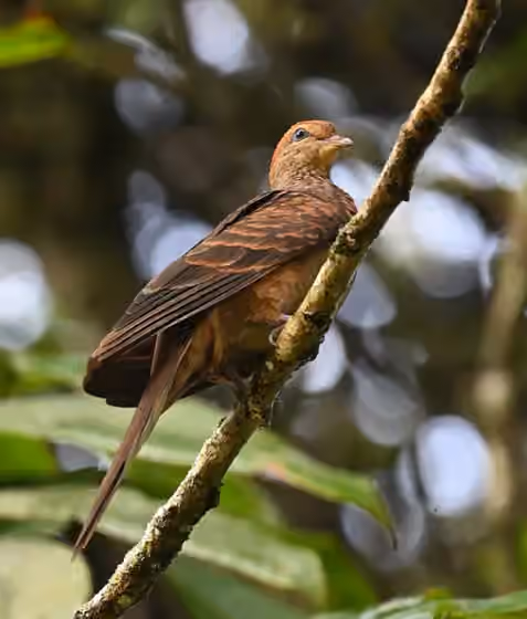 Dokumentasi Macropygia ruficeps