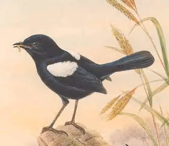 Ilustrasi dokumenter Malurus alboscapulatus