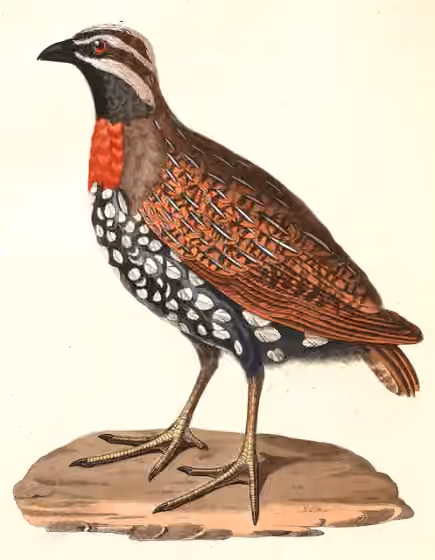 Ilustrasi Margaroperdix madagarensis