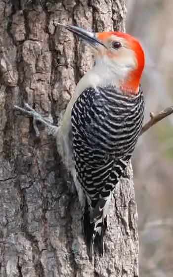 Dokumentasi Melanerpes carolinus
