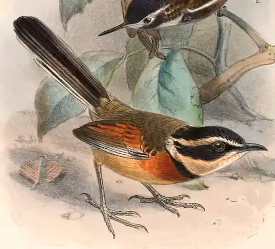 Ilustrasi Melanopareia elegans dalam potongan pelat yang masih memuat sebagian figur burung lain.