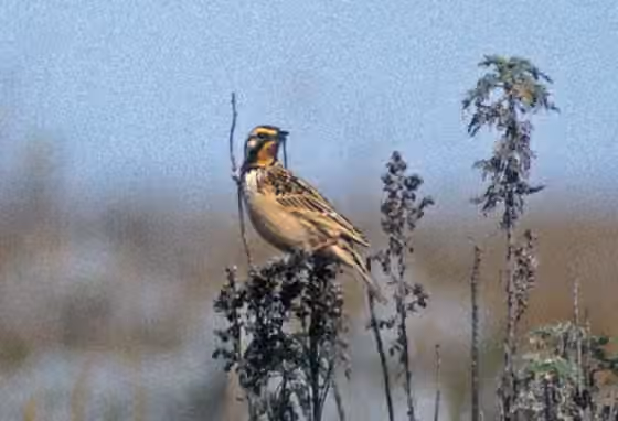 Dokumentasi Macronyx flavicollis