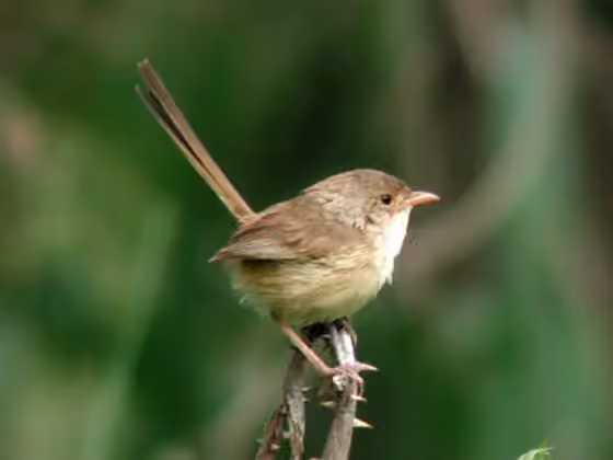 Dokumentasi Malurus melanocephalus