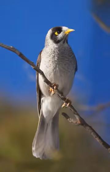 Dokumentasi Manorina melanocephala