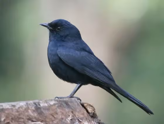 Dokumentasi Melaenornis pammelaina