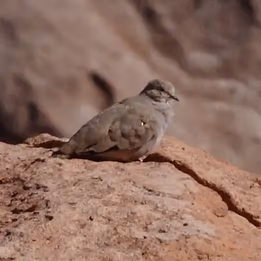 Dokumentasi Metriopelia aymara