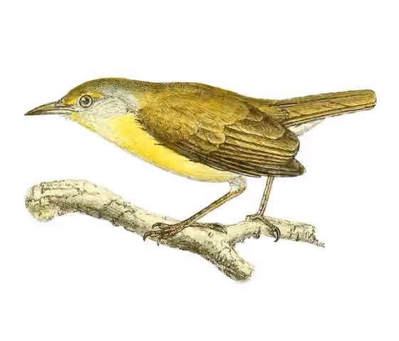 Ilustrasi Neomixis tenella